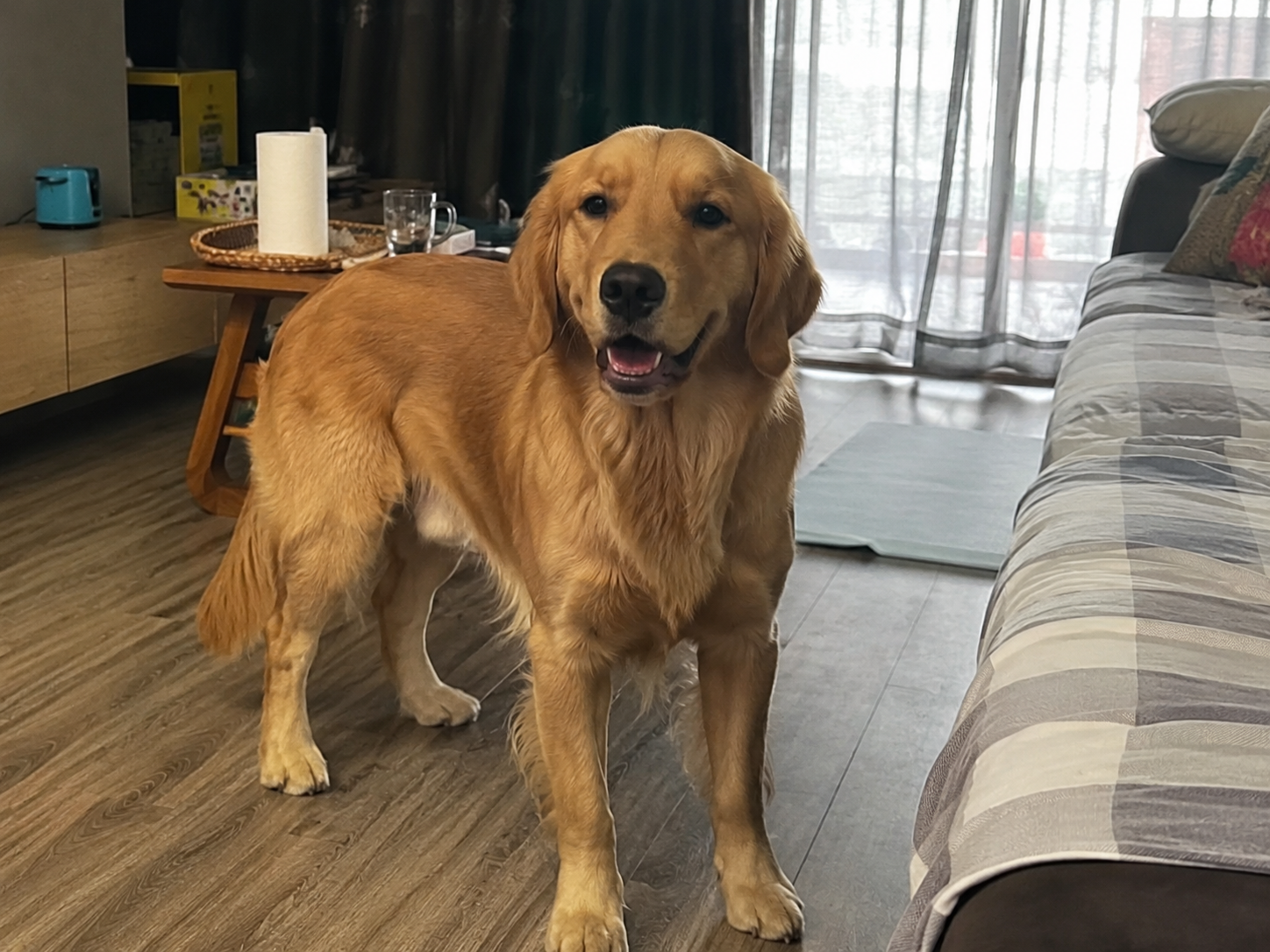 Golden retriever drinking